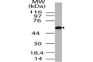 Image no. 1 for anti-Mitogen-Activated Protein Kinase Associated Protein 1 (MAPKAP1) (AA 250-522) antibody (ABIN5027356) (MAPKAP1 抗体  (AA 250-522))