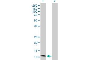 Western Blot analysis of NDUFS6 expression in transfected 293T cell line by NDUFS6 MaxPab polyclonal antibody. (NDUFS6 抗体  (AA 1-124))