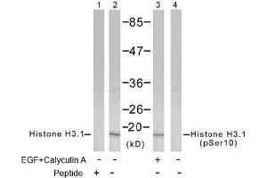 Image no. 2 for anti-Histone H3.1 (HIST1H3B) (pSer10) antibody (ABIN196922) (Histone H3.1 抗体  (pSer10))