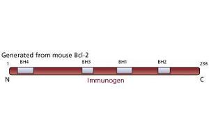 Image no. 1 for anti-B-Cell CLL/lymphoma 2 (BCL2) antibody (ABIN967441) (Bcl-2 抗体)