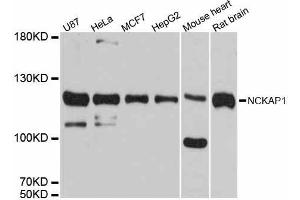 Western blot analysis of extracts of various cell lines, using NCKAP1 antibody. (NCKAP1 抗体  (AA 1-250))