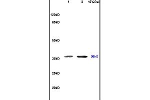 Lane 1: mouse spleen lysates Lane 2: mouse brain lysates probed with Anti SIAH2 Polyclonal Antibody, Unconjugated (ABIN701875) at 1:200 in 4 °C. (SIAH1/2 抗体  (AA 201-300))