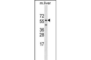 SHOC2 Antibody (N-term) (ABIN1539467 and ABIN2849244) western blot analysis in mouse liver tissue lysates (35 μg/lane). (SHoc2/Sur8 抗体  (N-Term))