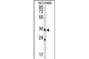 MBNL3 Antibody (Center) (ABIN657004 and ABIN2846185) western blot analysis in NCI- cell line lysates (35 μg/lane).