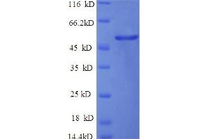 SDS-PAGE (SDS) image for Indoleamine 2,3-Dioxygenase 1 (IDO1) (AA 1-403), (full length) protein (His tag) (ABIN5709703)