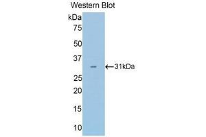 Western Blotting (WB) image for anti-Pyruvate Dehydrogenase beta (PDHB) (AA 65-336) antibody (ABIN1860164) (PDHB 抗体  (AA 65-336))