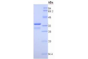 SDS-PAGE analysis of Pig Insulin Like Growth Factor 1 (IGF1) Protein. (IGF1 蛋白)