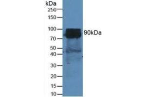 Rabbit Capture antibody from the kit in WB with Positive Control: Sample Mouse Heart Tissue. (DPP4 ELISA 试剂盒)