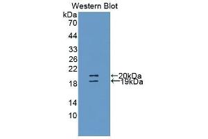 Western Blotting (WB) image for anti-Uromodulin (UMOD) (AA 30-150) antibody (ABIN1860905) (Uromodulin 抗体  (AA 30-150))