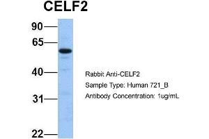 Host: Rabbit Target Name: CELF2 Sample Type: 721_B Antibody Dilution: 1. (CELF2 抗体  (N-Term))