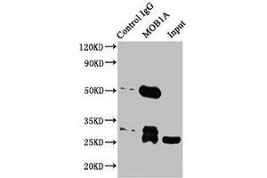 Western Blotting (WB) image for anti-MOB1, Mps One Binder Kinase Activator-Like 1B (MOBKL1B) (AA 2-216) antibody (ABIN7160116)