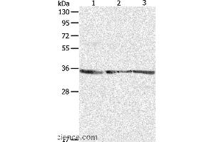 Western blot analysis of NIH/3T3, A431 and Jurkat cell, using RPLP0 Polyclonal Antibody at dilution of 1:750 (RPLP0 抗体)