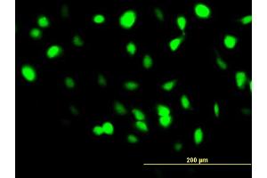 Immunofluorescence of monoclonal antibody to BANF1 on HeLa cell. (BANF1 抗体  (AA 1-89))