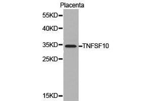 Western Blotting (WB) image for anti-Tumor Necrosis Factor (Ligand) Superfamily, Member 10 (TNFSF10) antibody (ABIN1875140) (TRAIL 抗体)