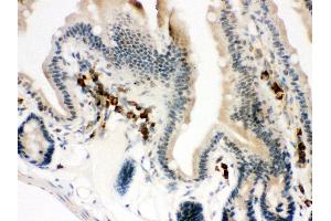 Anti- ACTIN antibody, IHC(P) IHC(P): Mouse Intestine Tissue (Actin 抗体  (C-Term))