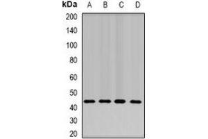 Western blot analysis of NELF-E expression in SW620 (A), Hela (B), mouse liver (C), mouse testis (D) whole cell lysates. (RDBP 抗体)