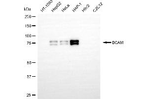 Western blotting analysis using BCAM antibody (ABIN7797732). (Recombinant BCAM 抗体)