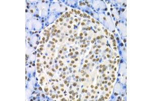 Immunohistochemistry of paraffin-embedded rat pancreas using HNF4A antibody at dilution of 1:200 (400x lens). (HNF4A 抗体)