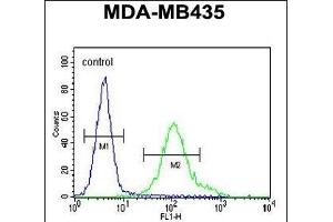 GRIN2A Antibody (C-term) (ABIN655337 and ABIN2844902) flow cytometric analysis of MDA-M cells (right histogram) compared to a negative control cell (left histogram). (NMDAR2A 抗体  (C-Term))