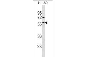 ACVR1 Antibody (ABIN391154 and ABIN2841264) western blot analysis in HL-60 cell line lysates (35 μg/lane). (ACVR1 抗体  (AA 138-170))