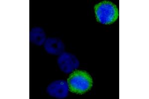 anti-Centromere Protein F (CENPF) (AA 1800-1850) antibody