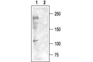 Western Blotting (WB) image for anti-Calcium Channel, Voltage Dependent, T Type, alpha 1I Subunit (CACNA1I) (AA 1053-1067), (Intracellular) antibody (ABIN7042983)