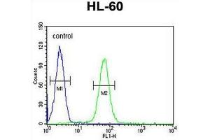 IGHG1 Antibody (Center) flow cytometric analysis of HL-60 cells (right histogram) compared to a negative control cell (left histogram). (IGHG1 抗体  (Middle Region))