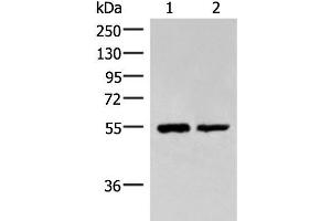 Western blot analysis of Raji and K562 cell lysates using RUVBL1 Polyclonal Antibody at dilution of 1:2200 (RUVBL1 抗体)