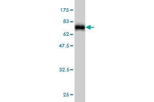 Western Blotting (WB) image for anti-Secreted phosphoprotein 1 (SPP1) (AA 1-300) antibody (ABIN562985)