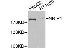 Western blot analysis of extracts of various cells, using NRIP1 antibody. (NRIP1 抗体)