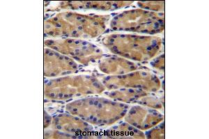 UPRT Antibody (C-term) (ABIN657295 and ABIN2846381) immunohistochemistry analysis in formalin fixed and paraffin embedded human stomach tissue followed by peroxidase conjugation of the secondary antibody and DAB staining. (UPRT 抗体  (C-Term))