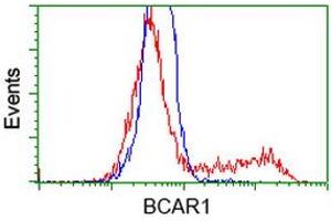 Image no. 2 for anti-Breast Cancer Anti-Estrogen Resistance 1 (BCAR1) antibody (ABIN1496832) (BCAR1 抗体)