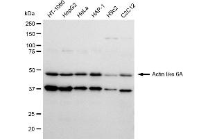 Western blotting analysis using Actin like 6A antibody (ABIN7797455). (Recombinant BAF53A 抗体)