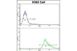 Flow cytometric analysis of K562 cells using GDF10 Antibody (Center)(bottom histogram) compared to a negative control cell (top histogram)FITC-conjugated goat-anti-rabbit secondary antibodies were used for the analysis. (GDF10 抗体  (AA 317-344))