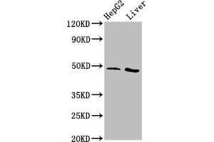 Western Blot Positive WB detected in: HepG2 whole cell lysate, Rat liver tissue All lanes: APMAP antibody at 3. (APMAP 抗体  (AA 134-240))