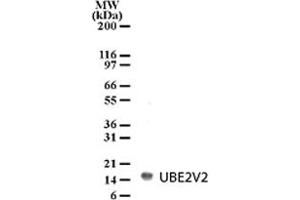 Detection of UBE2V2 in HL-60 cell lysate with UBE2V2 polyclonal antibody  at 2 ug/mL dilution. (UBE2V2 抗体  (AA 12-28))