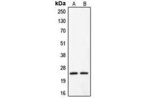Western blot analysis of Claudin 2 expression in HeLa (A) (Claudin 2 抗体  (C-Term))