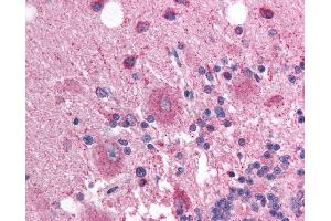 Anti-SOX3 antibody IHC of human brain, cerebellum. (SOX3 抗体  (AA 80-129))