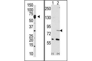 Image no. 1 for anti-Negative Regulator of Ubiquitin-Like Proteins 1 (NUB1) (N-Term) antibody (ABIN357741) (NUB1 抗体  (N-Term))