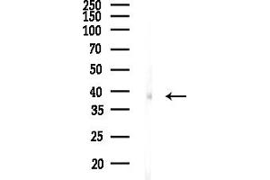 anti-FK506 Binding Protein Like (FKBPL) (Internal Region) antibody