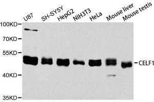 Western blot analysis of extracts of various cell lines, using CELF1 antibody. (CELF1 抗体)