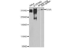 Western blot analysis of extracts of various cell lines, using FLNA antibody (ABIN5975863) at 1/500 dilution. (Filamin A 抗体)