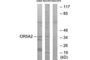 Western blot analysis of extracts from NIH-3T3/K562 cells, using OR5A2 Antibody. (OR5A2 抗体  (AA 267-316))