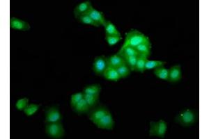 Immunofluorescence (IF) image for anti-Leucine Zipper, Putative Tumor Suppressor 1 (LZTS1) (AA 47-212) antibody (ABIN7158026)