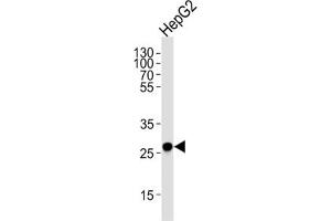 Western Blotting (WB) image for anti-Enoyl-CoA Delta Isomerase 1 (ECI1) antibody (ABIN3003901) (DCI 抗体)