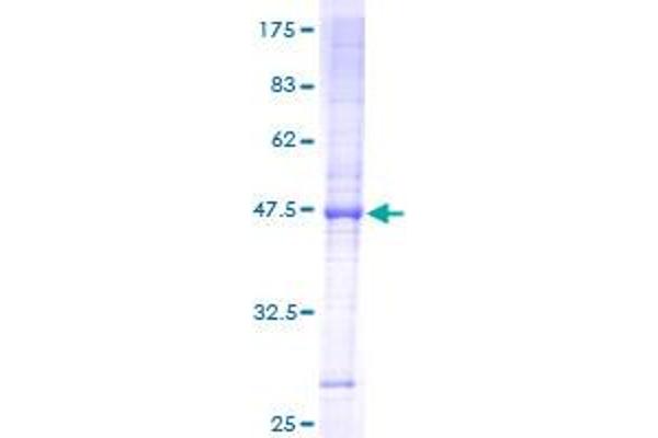 TIMM23 Protein (AA 1-209) (GST tag)