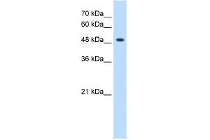 WB Suggested Anti-GLYCTK Antibody Titration:  1. (GLYCTK 抗体  (N-Term))