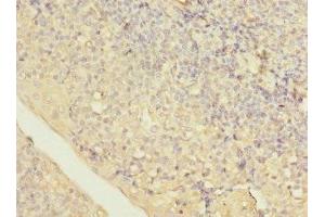 Immunohistochemistry of paraffin-embedded human tonsil tissue using ABIN7158438 at dilution of 1:100 (LITAF 抗体  (AA 1-161))
