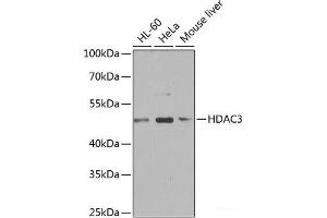 Western blot analysis of extracts of various cell lines using HDAC3 Polyclonal Antibody at dilution of 1:1000. (HDAC3 抗体)