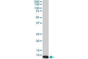 Western Blotting (WB) image for anti-NADH Dehydrogenase (Ubiquinone) 1 beta Subcomplex, 3, 12kDa (NDUFB3) (AA 13-65) antibody (ABIN561937)